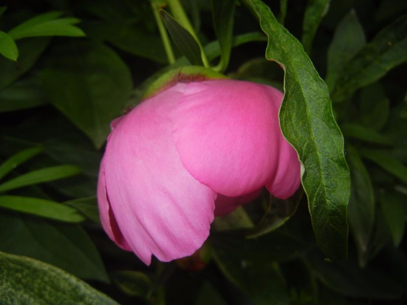 Peony. Bujor (2017, May 13) - BUJORI_Peony Paeonia