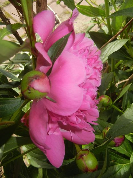 Peony. Bujor (2017, May 14) - BUJORI_Peony Paeonia