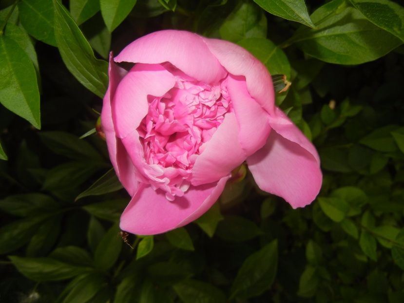 Peony. Bujor (2017, May 16) - BUJORI_Peony Paeonia