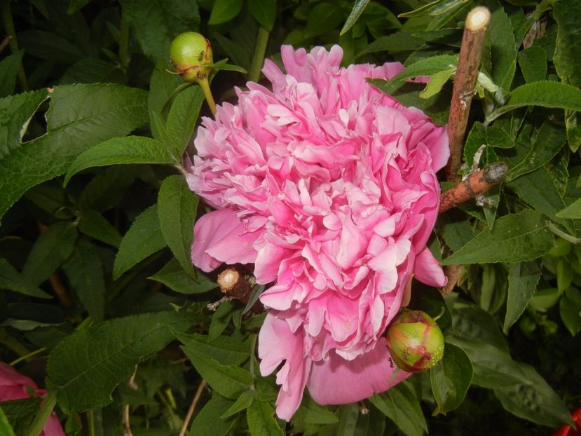 Peony. Bujor (2017, May 16) - BUJORI_Peony Paeonia