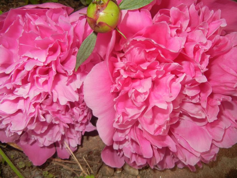 Peony. Bujor (2017, May 16) - BUJORI_Peony Paeonia