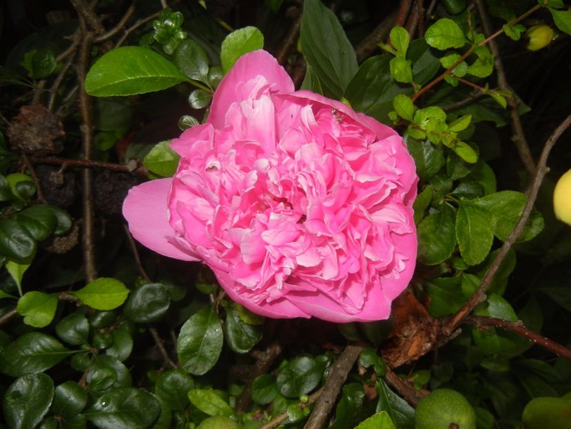 Peony. Bujor (2017, May 16) - BUJORI_Peony Paeonia