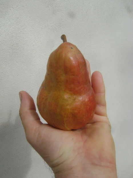 Pară Williams roşu 1 - Par Williams rosu