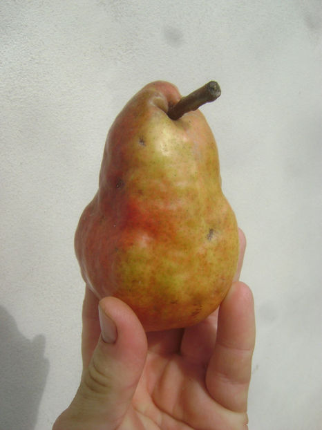 Pară Williams roşu 2 - Par Williams rosu