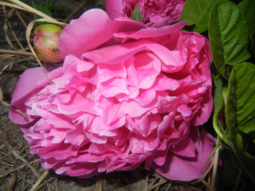 Peony. Bujor (2017, May 17) - BUJORI_Peony Paeonia