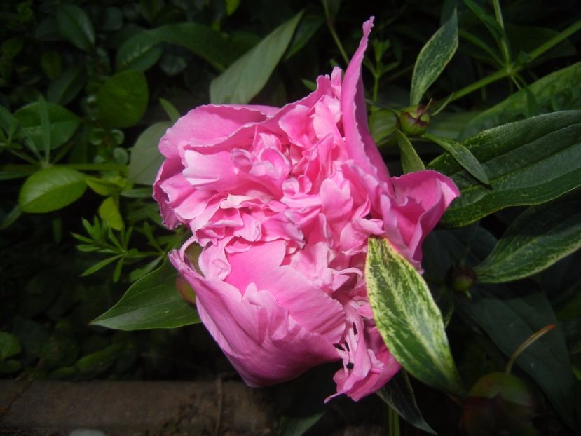 Peony. Bujor (2017, May 17) - BUJORI_Peony Paeonia