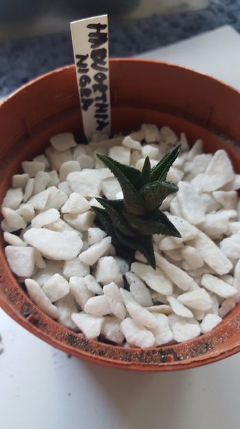  - Haworthia nigra