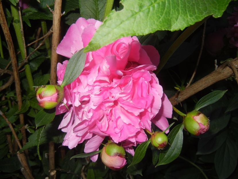 Peony. Bujor (2017, May 17) - BUJORI_Peony Paeonia