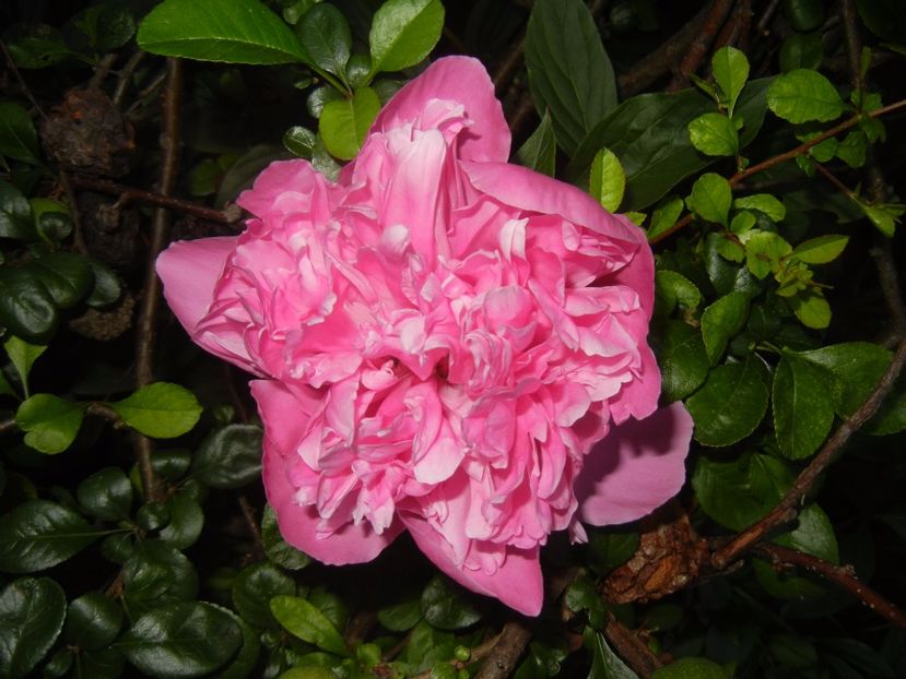 Peony. Bujor (2017, May 17) - BUJORI_Peony Paeonia