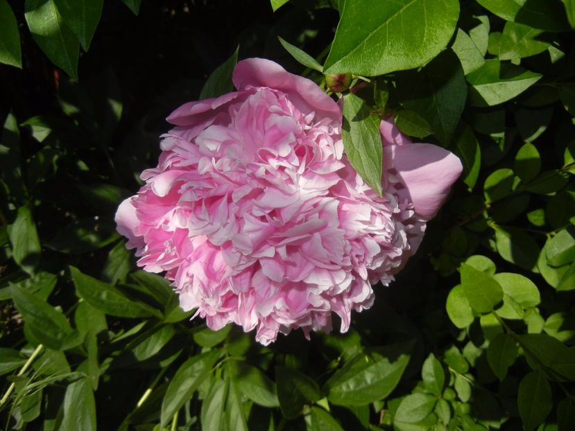 Peony. Bujor (2017, May 21) - BUJORI_Peony Paeonia