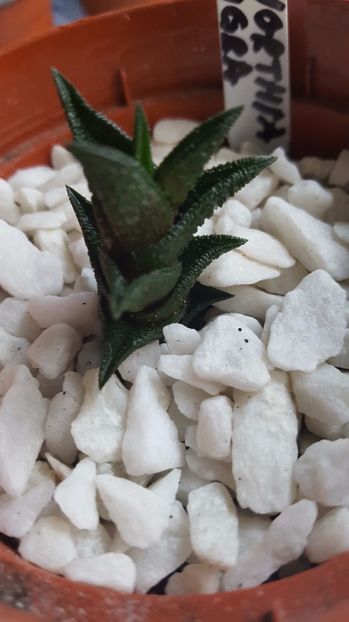  - Haworthia nigra