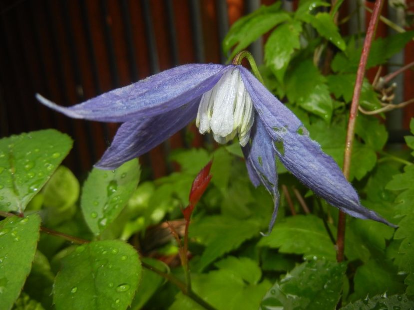 Clematis Pamela Jackman (2017, May 05) - Clematis Pamela Jackman