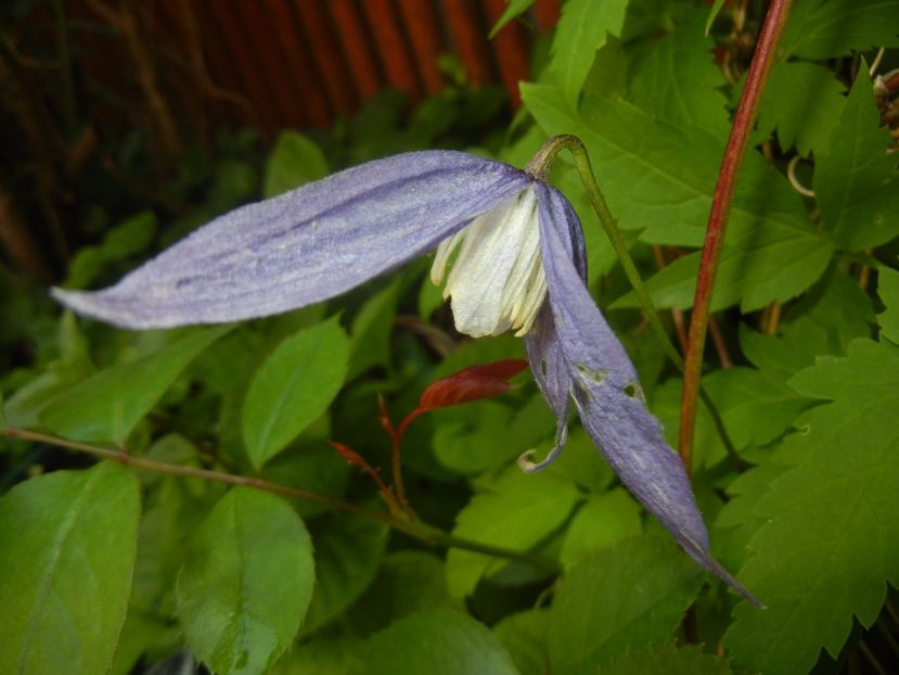 Clematis Pamela Jackman (2017, May 06) - Clematis Pamela Jackman