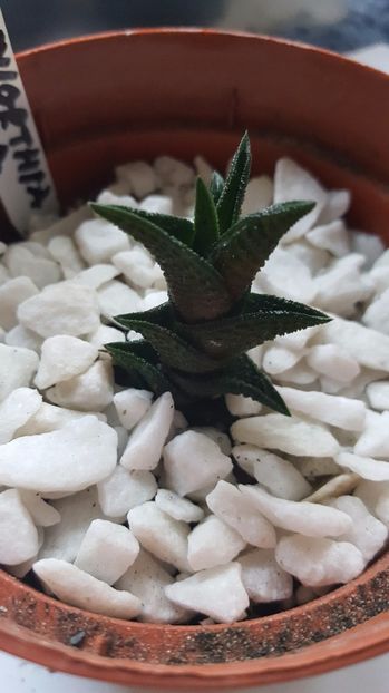  - Haworthia nigra