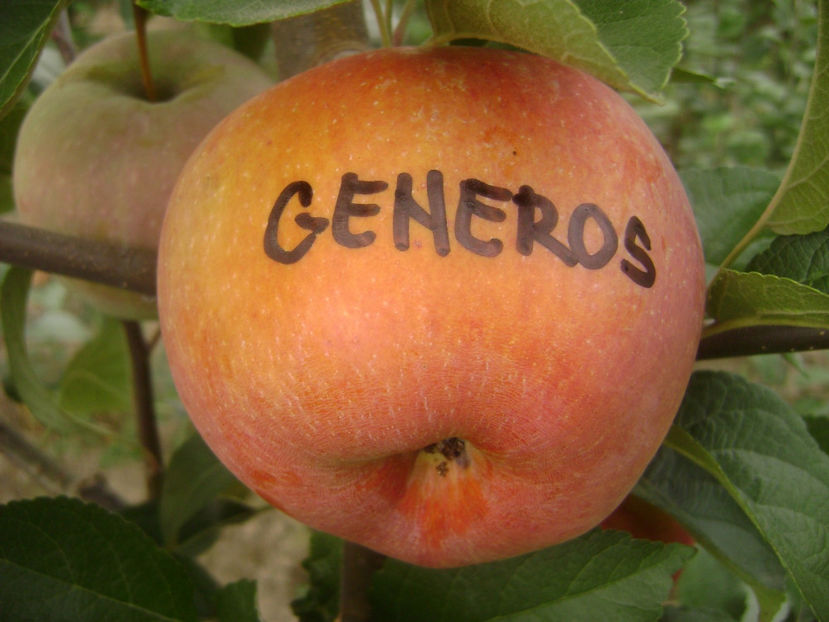 Măr Generos - Mar Generos