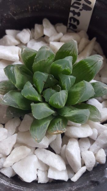  - Haworthia obtusa pilifera