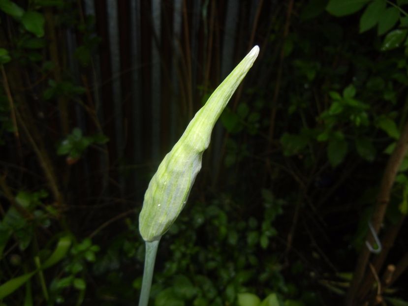 Nectaroscordum siculum (2017, May 08) - Nectaroscordum siculum