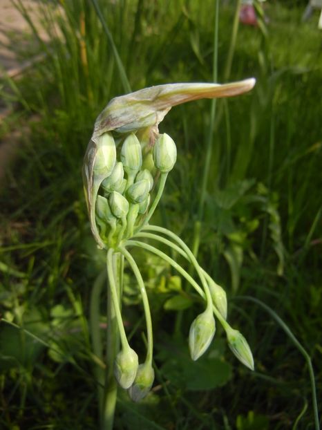 Nectaroscordum siculum (2017, May 09) - Nectaroscordum siculum