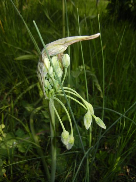 Nectaroscordum siculum (2017, May 09) - Nectaroscordum siculum