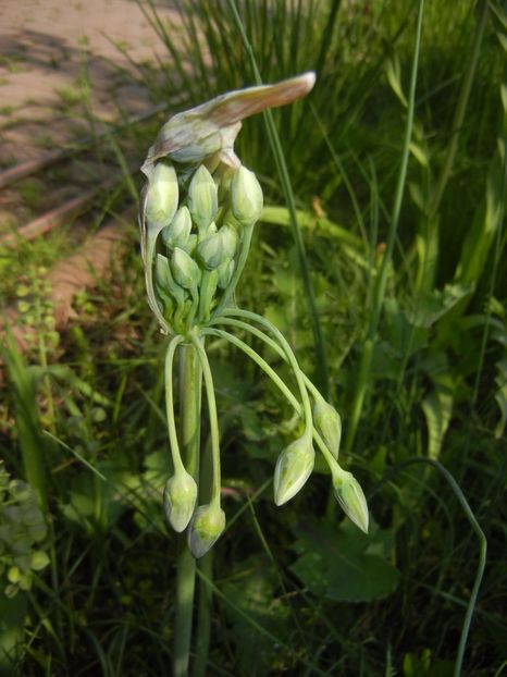 Nectaroscordum siculum (2017, May 09) - Nectaroscordum siculum