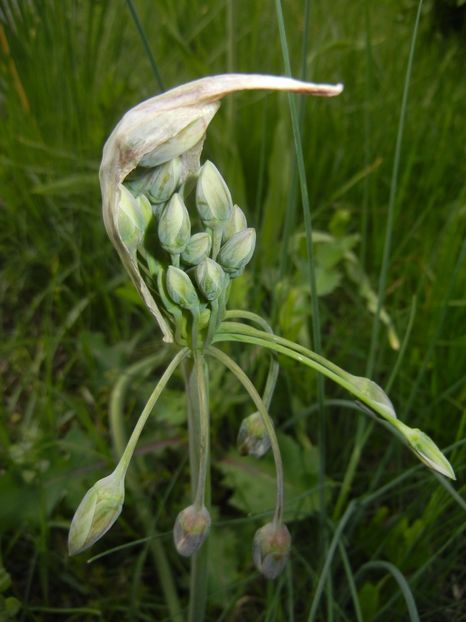 Nectaroscordum siculum (2017, May 11) - Nectaroscordum siculum