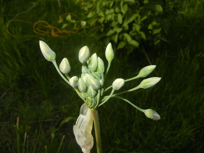 Nectaroscordum siculum (2017, May 11) - Nectaroscordum siculum