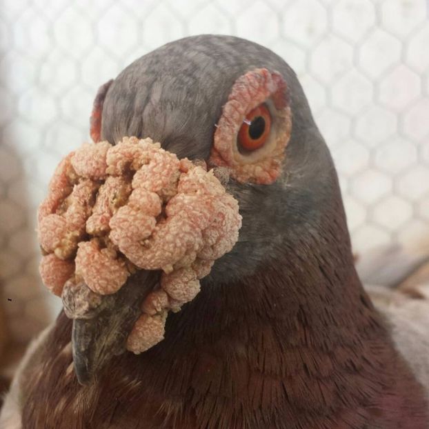  - V--Album ORIENTATIV 1