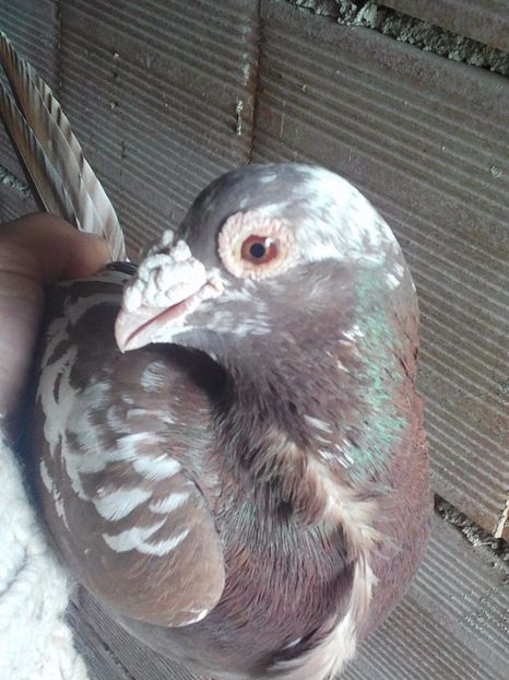  - V--Album ORIENTATIV 1