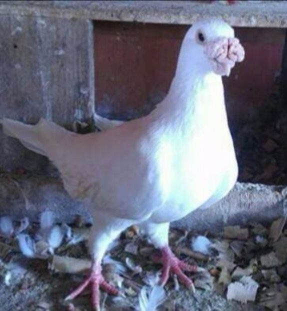  - V--Album ORIENTATIV 1