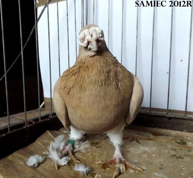  - V--Album ORIENTATIV 1