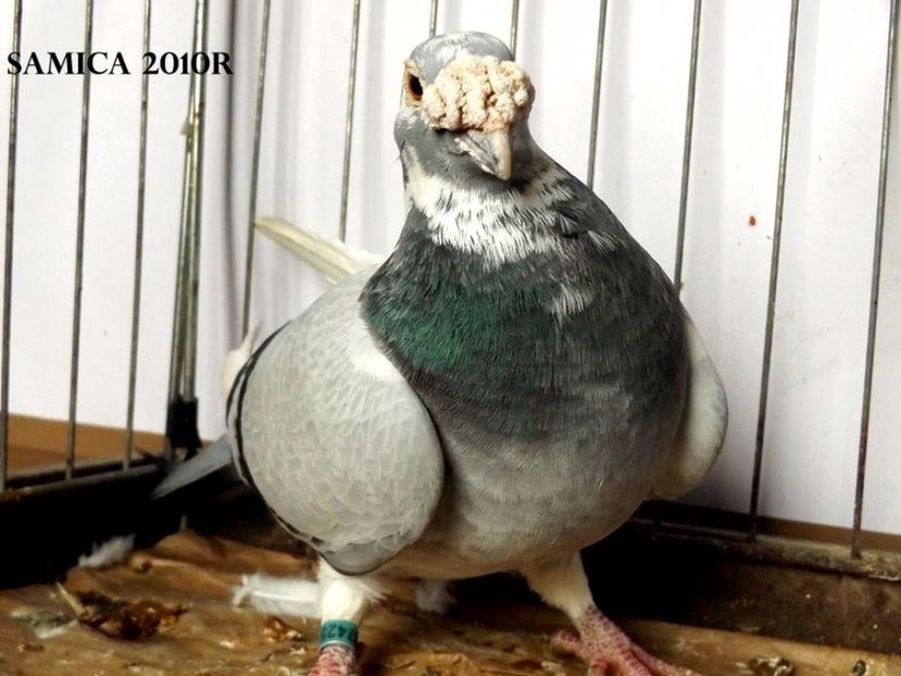  - V--Album ORIENTATIV 1