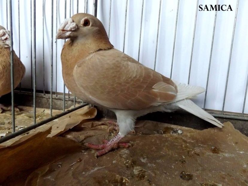  - V--Album ORIENTATIV 1