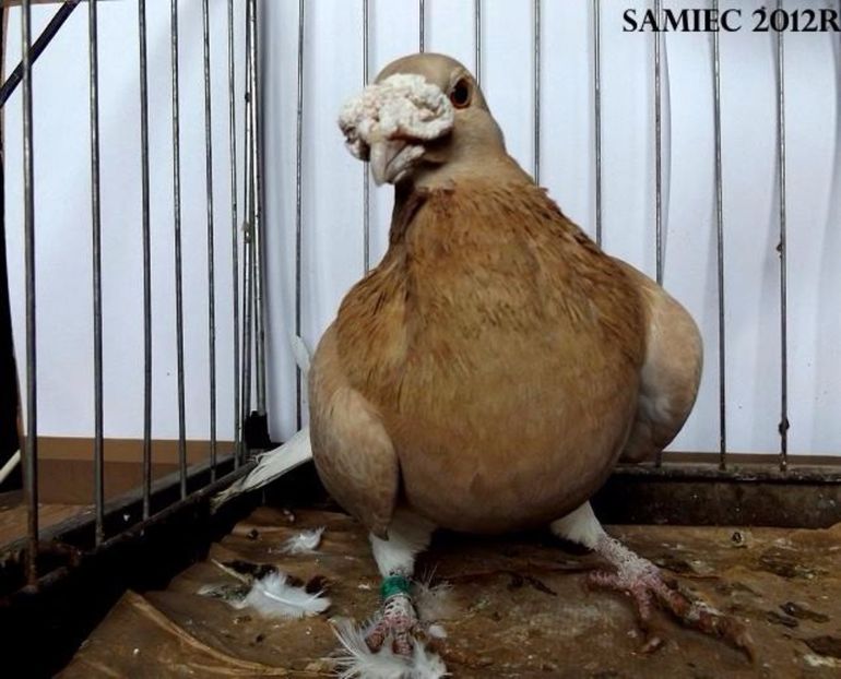  - V--Album ORIENTATIV 1