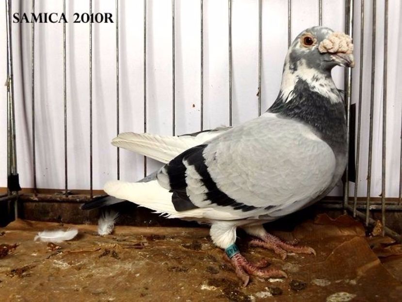  - V--Album ORIENTATIV 1