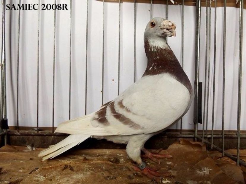  - V--Album ORIENTATIV 1