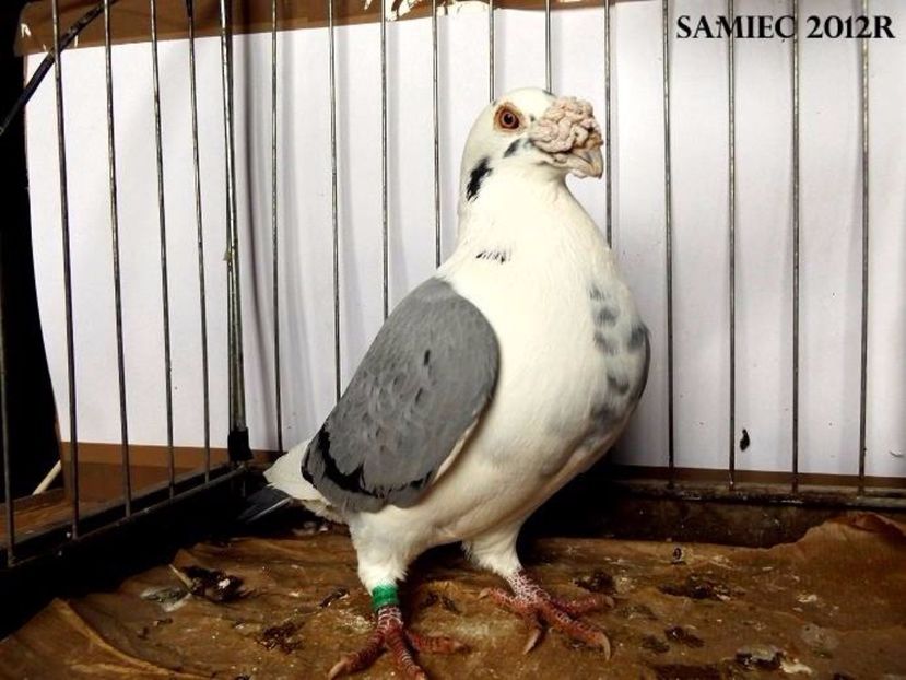  - V--Album ORIENTATIV 1