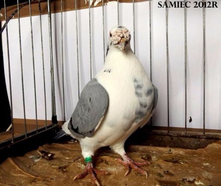  - V--Album ORIENTATIV 1