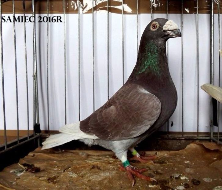  - V--Album ORIENTATIV 1