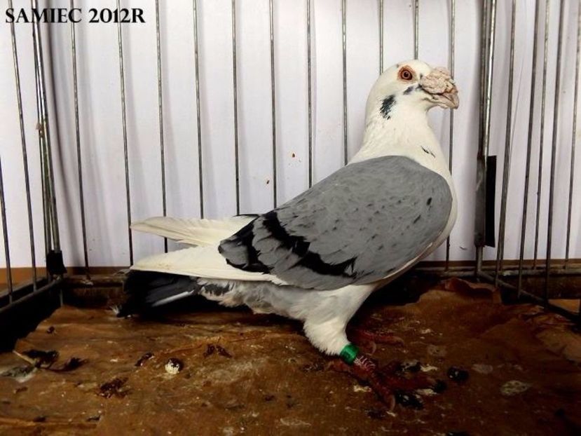  - V--Album ORIENTATIV 1