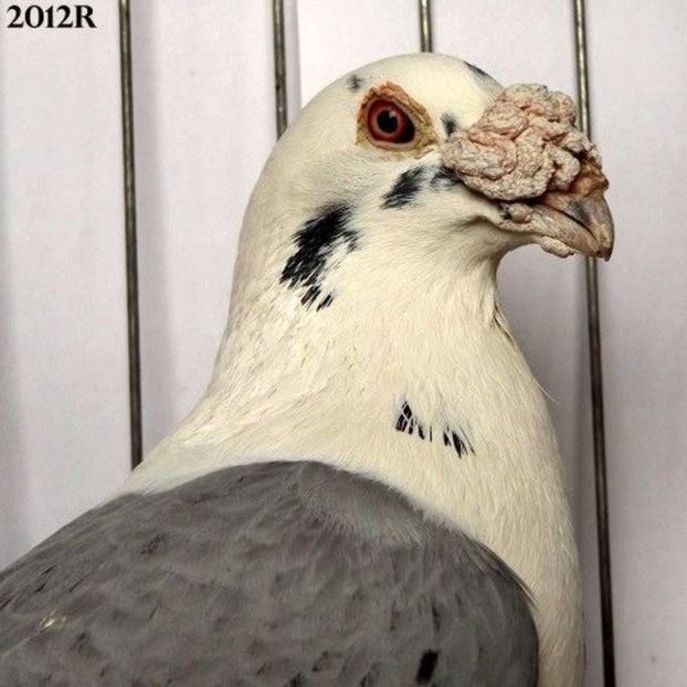  - V--Album ORIENTATIV 1