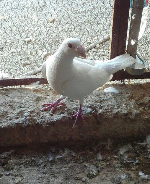  - V--Album ORIENTATIV 1