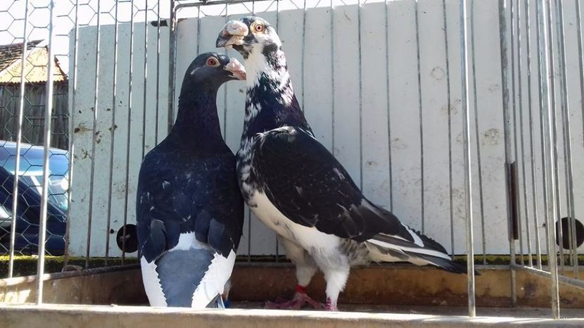 18486064_210902926092668_4154873808598070635_n (1) - V--Album ORIENTATIV 1