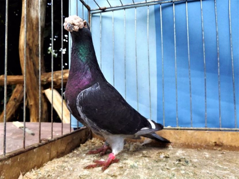  - V--Album ORIENTATIV 1