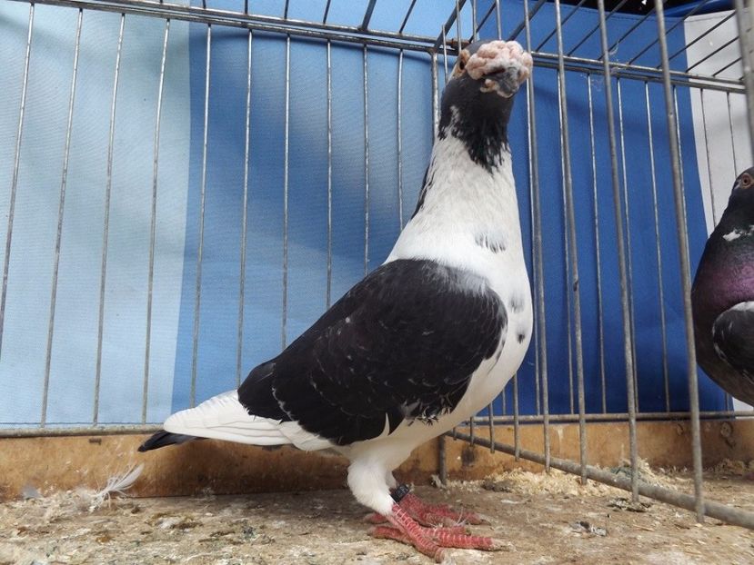  - V--Album ORIENTATIV 1