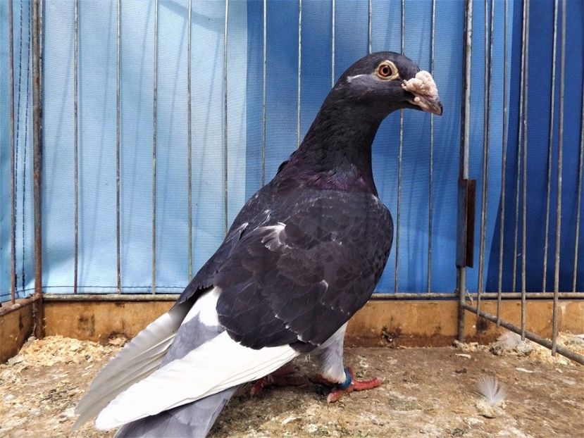  - V--Album ORIENTATIV 1