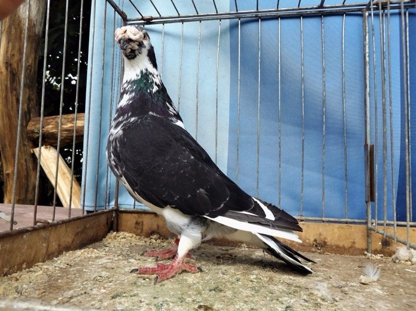  - V--Album ORIENTATIV 1