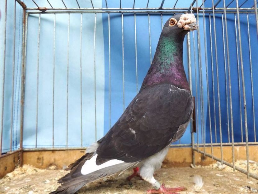  - V--Album ORIENTATIV 1