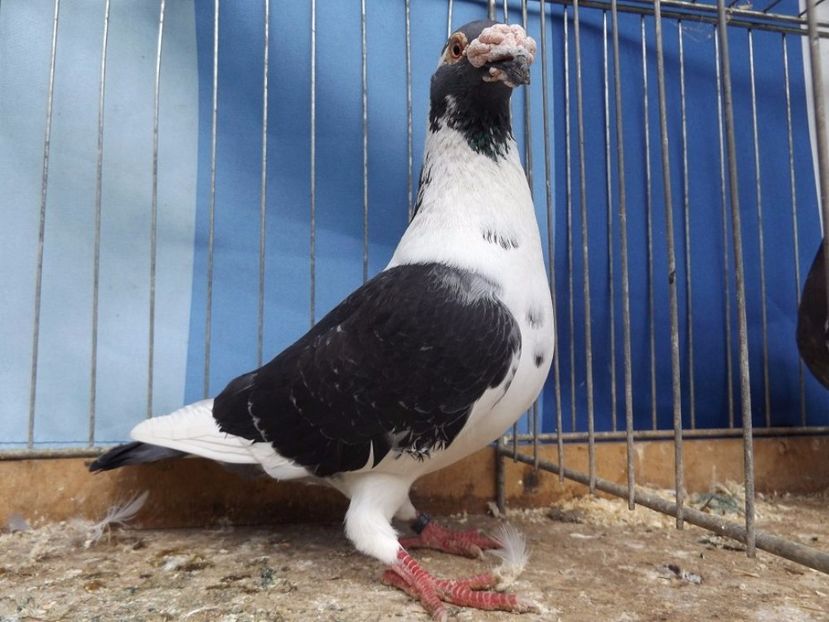  - V--Album ORIENTATIV 1