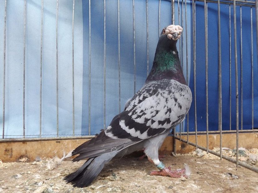  - V--Album ORIENTATIV 1