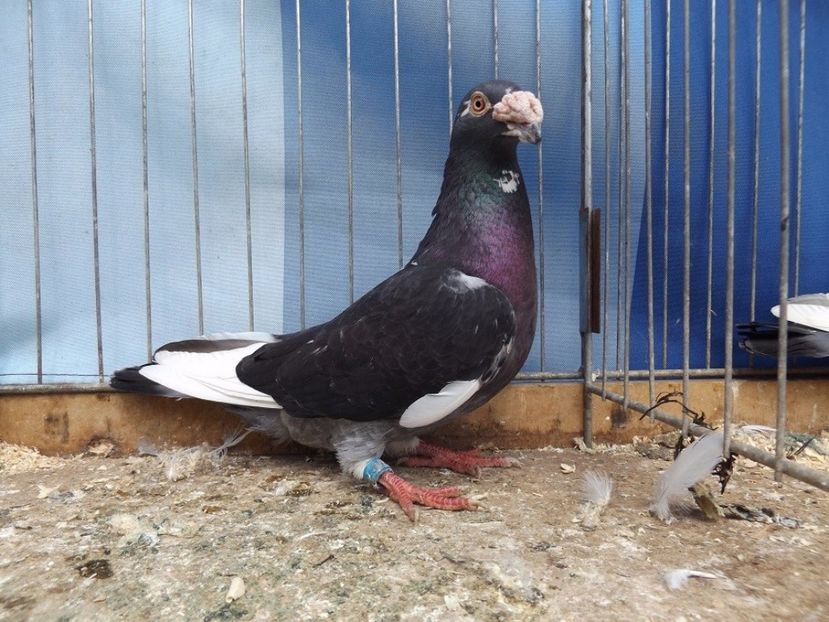  - V--Album ORIENTATIV 1